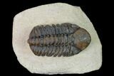 Detailed, Reedops Trilobite - Atchana, Morocco #165891-2